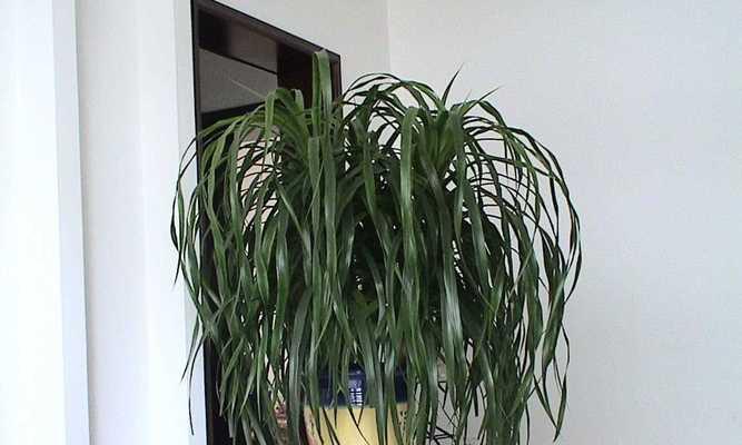 散尾葵冬季耐寒吗？最低温度能承受多少度？