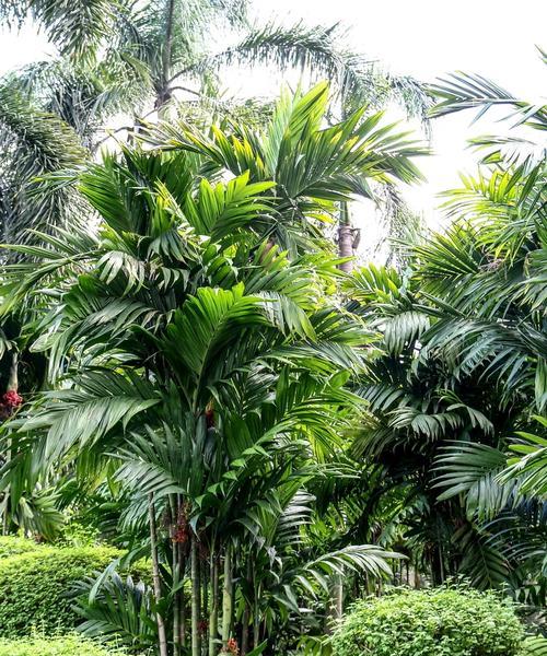 散尾葵冬季耐寒吗？最低温度能承受多少度？