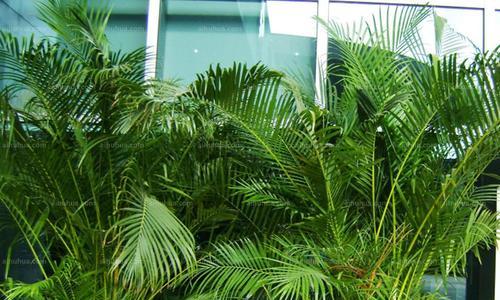 散尾葵冬季耐寒吗？最低温度能承受多少度？