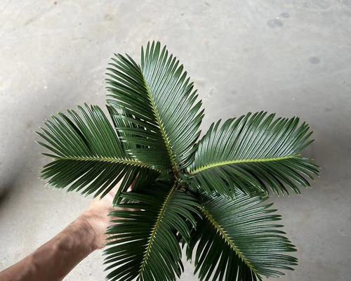 铁树最佳修剪季节是什么时候?如何正确修剪铁树?