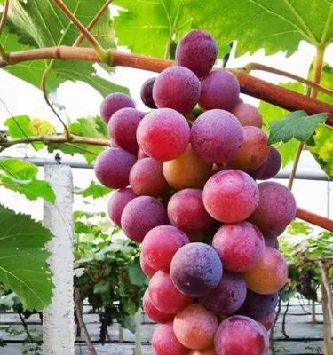 成都葡萄成熟期是什么时候？如何挑选最佳口感的葡萄？