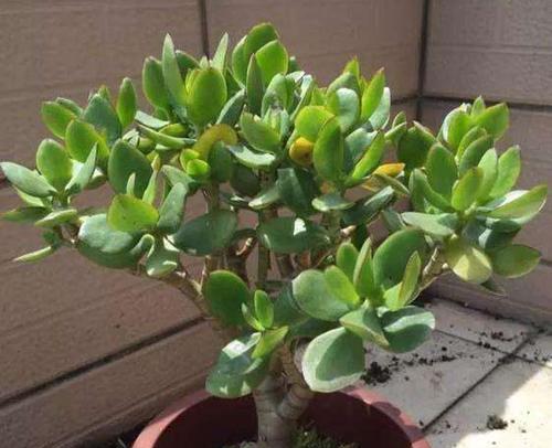 玉树多久开花一次?如何养护才能按时开花?