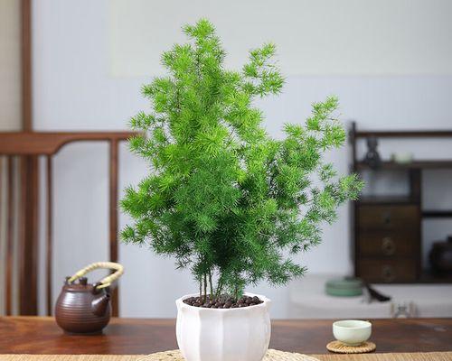 家里为什么不能养迎客松？迎客松养护有哪些禁忌？