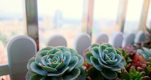 多肉植物播种时间是什么时候？如何确定最佳播种时机？