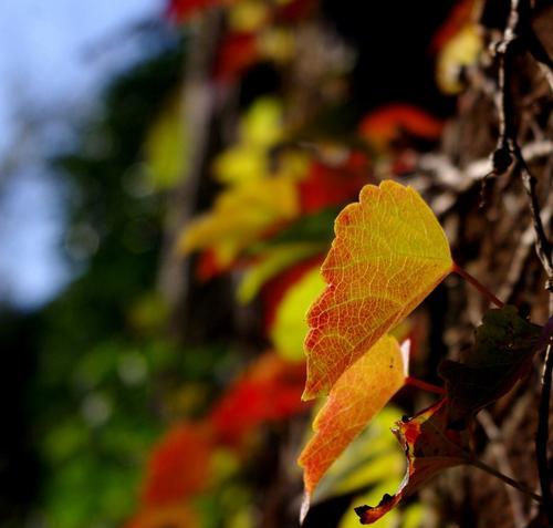 爬山虎开花时间是什么时候?花色有哪些变化?