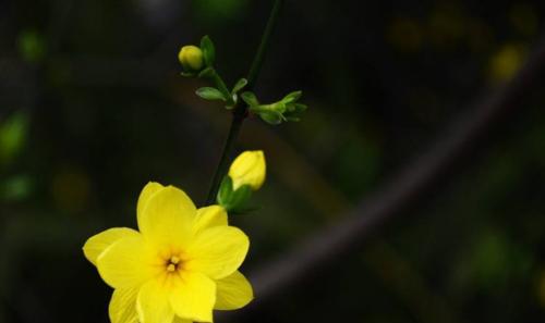 迎春花可以浇啤酒吗?这样做有什么好处和风险?