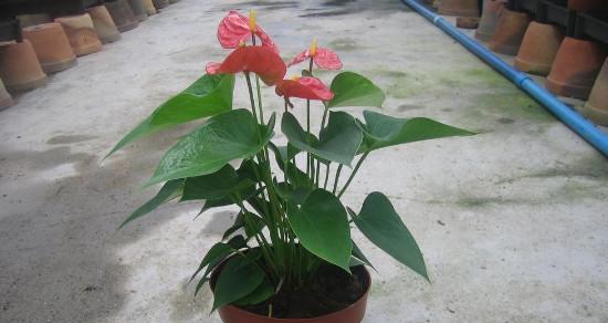 红掌怎么养家庭养法？红掌家里养殖方法有哪些？