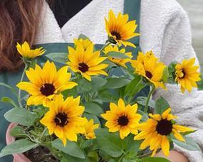 向日葵真的喜欢太阳吗？揭秘向日葵向光性的真相