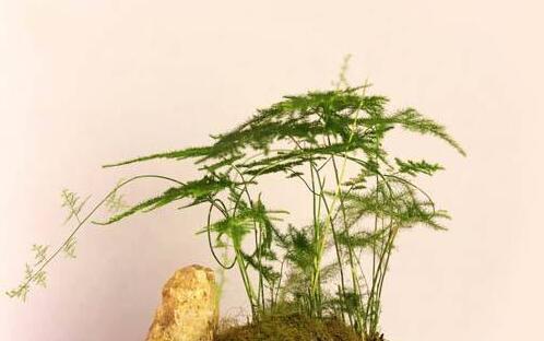 文竹养殖方法是什么?养殖过程中应注意哪些问题?