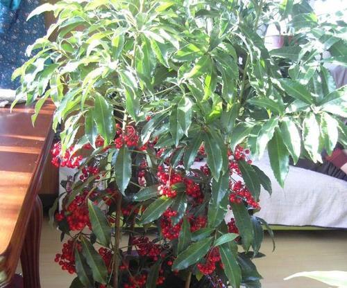 富贵籽几月份开花结果？如何促进其开花结果？