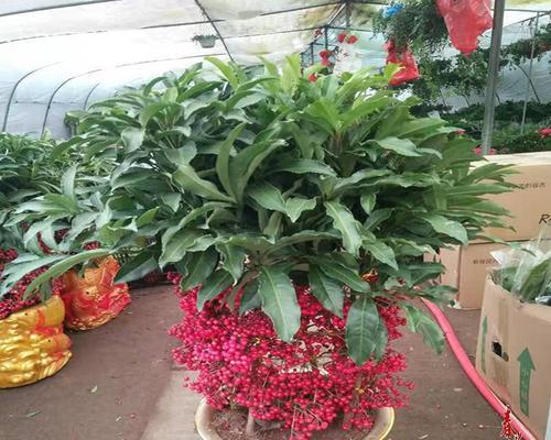富贵籽几月份开花结果？如何促进其开花结果？