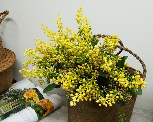 开心果是否需要阳光？种植开心果时阳光的重要性是什么？