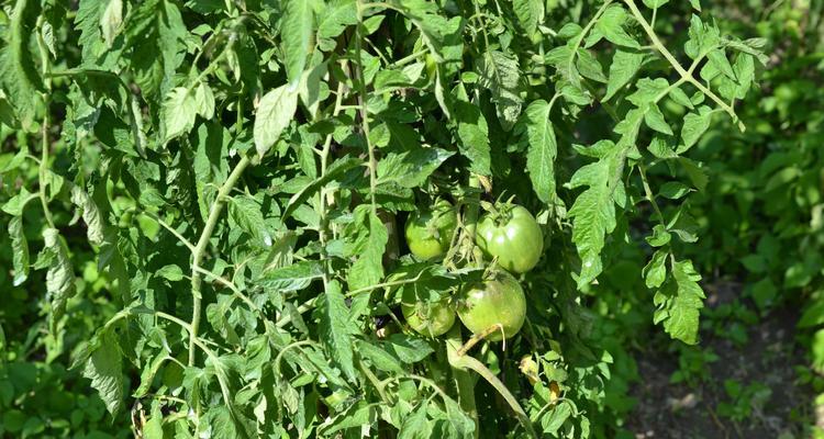 西红柿属于什么类植物？它的分类和特性是什么？