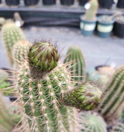 毛花柱养护技巧是什么？如何让它顺利开花？