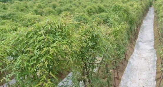 山药的生长环境是什么？哪些地方条件最适合山药生长？