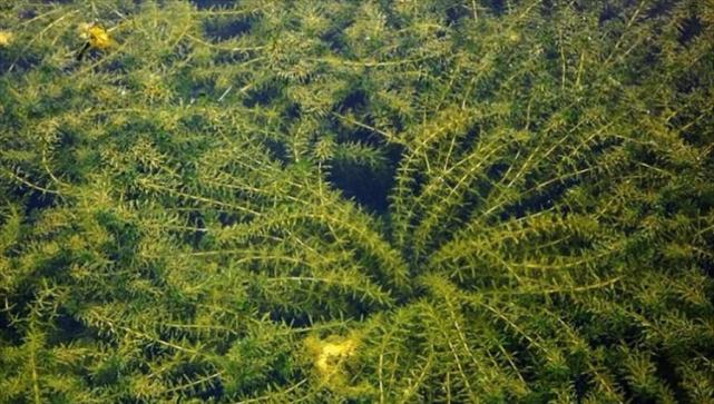 小球藻属于低等植物吗？它的分类和特性是什么？