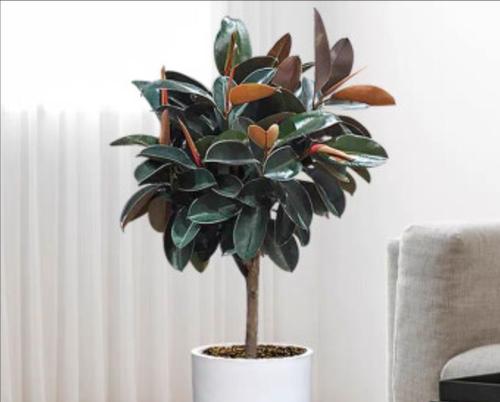 深盆适合养什么花？有哪些花卉推荐？