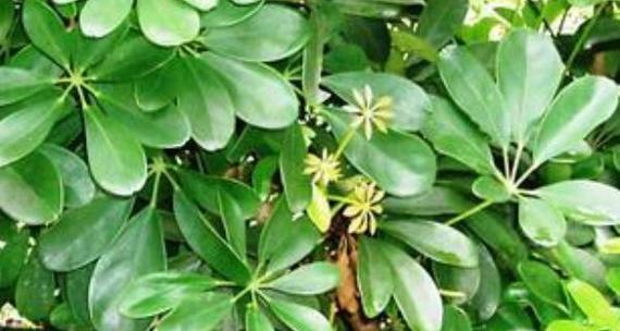 七叶莲会开花吗？开花时的形态特征是什么？