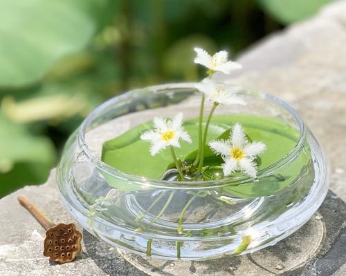 碗莲水培可行吗?水培方法和要点是什么?