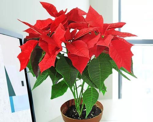 一品红有毒性吗？室内养殖需要注意什么？