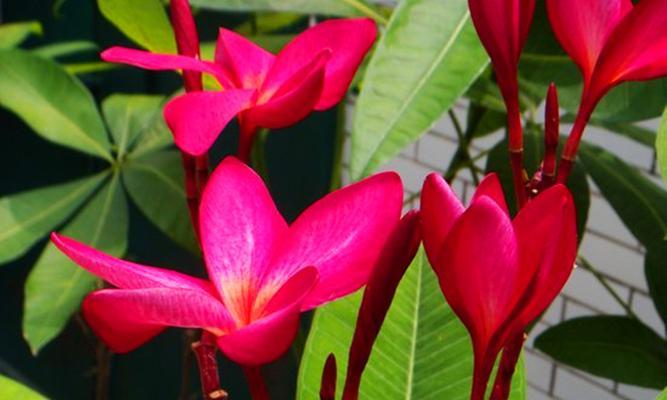 鸡蛋花属于多肉植物吗？常见问题解答