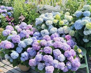 无尽夏绣球属于什么植物类型？草本还是木本？