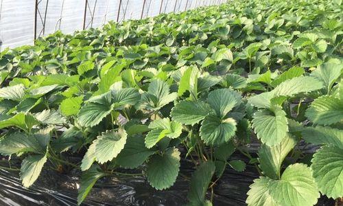 草莓秋天能移栽吗?移栽草莓需要注意哪些事项?