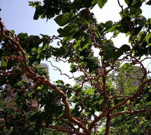 桑树可以种在家门口吗?种植桑树需要注意什么?