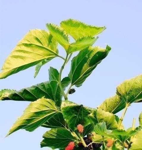 桑树可以种在家门口吗？种植桑树需要注意什么？_花植网