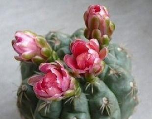 仙人掌开花技巧有哪些？如何加速仙人掌开花过程？