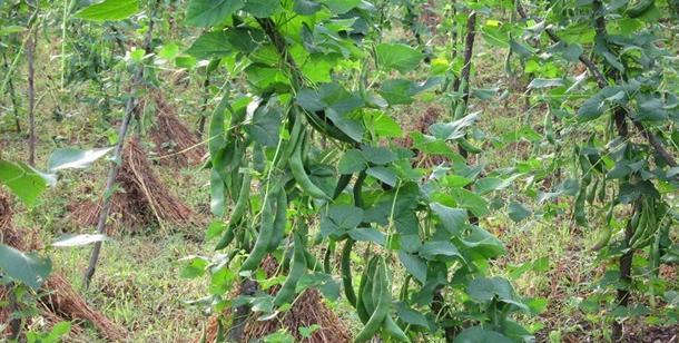秋芸豆怎么种植？最佳种植时间和方法是什么？