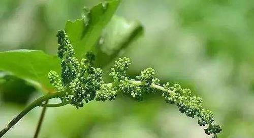 葡萄开花吗？开花时长的什么样子？