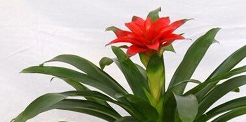 鸿运当头夏天多久浇一次水？夏季养护技巧是什么？