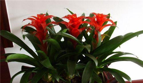 鸿运当头夏天多久浇一次水？夏季养护技巧是什么？