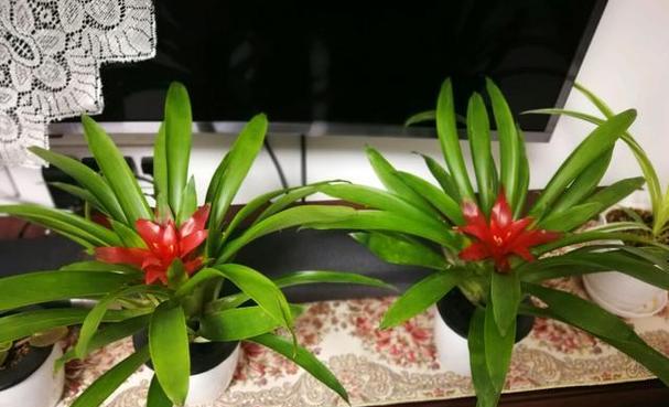 鸿运当头夏天多久浇一次水？夏季养护技巧是什么？