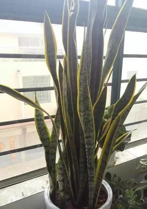 属猪的人适合养什么花？有哪些吉祥花卉推荐？