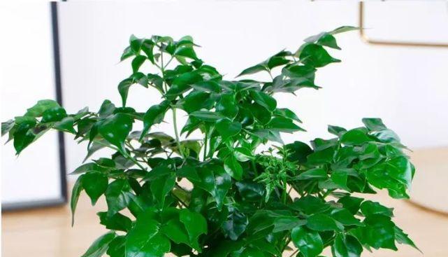 属猪的人适合养什么花？有哪些吉祥花卉推荐？