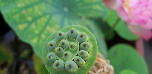 碗莲种子有毒吗?如何安全种植碗莲?