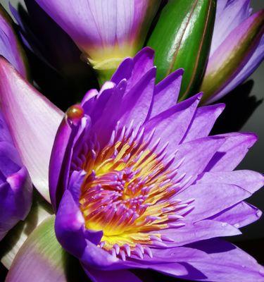 家里养睡莲风水好吗？养睡莲有哪些风水讲究？