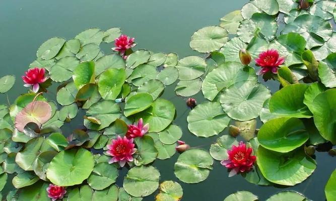 家里养睡莲风水好吗？养睡莲有哪些风水讲究？
