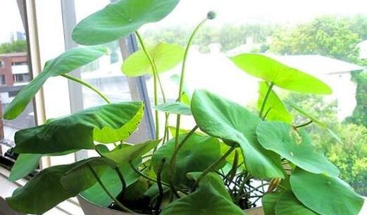 家里养睡莲风水好吗？养睡莲有哪些风水讲究？