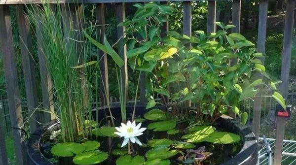 盆栽睡莲施肥指南：哪种肥料最适合？施肥频率是多少？