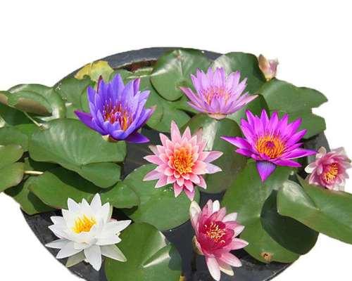 盆栽睡莲施肥指南：哪种肥料最适合？施肥频率是多少？