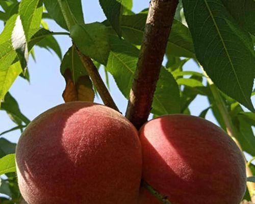 桃子原产地在哪里？如何追溯桃子的起源历史？