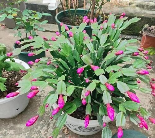 蟹爪兰的花期是什么时候?如何延长花期?