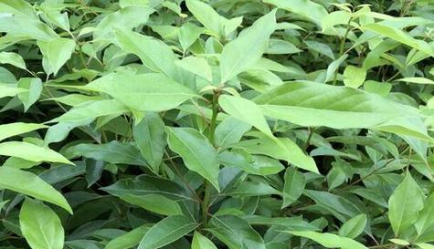 香樟树属于什么植物类型？它的特点和用途是什么？