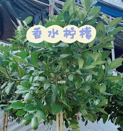 香水柠檬冬天掉叶子正常吗？原因和解决方法是什么？