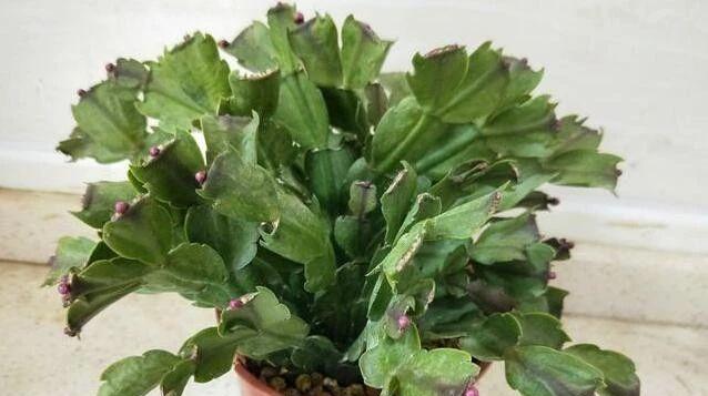 蟹爪兰使用营养液的正确方法是什么?