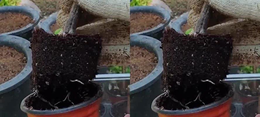 葡萄扦插的最佳时机是什么时候？如何确保扦插成功？