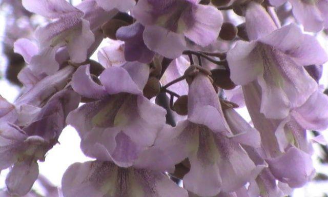 梧桐树花期是什么时候？如何确定最佳观赏时间？